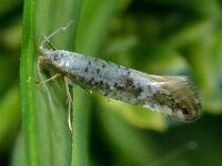 Argyresthia retinella 5, Gevlekte pedaalmot, Saxifraga-Ab H Baas