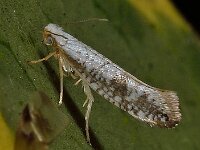 Argyresthia retinella 6, Gevlekte pedaalmot, Saxifraga-Ab H Baas