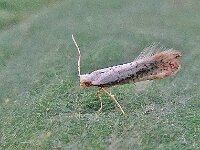 Argyresthia retinella 8, Gevlekte pedaalmot, Saxifraga-Ab H Baas