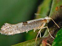 Argyresthia spinosella