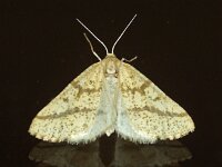 Aspitates ochrearia 2, Gele kustspanner, Saxifraga-Foto Fitis-Adriaan Dijksen