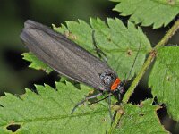 Atolmis rubricollis 6, Zwart beertje, Saxifraga-Ab H Baas