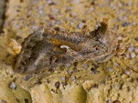 Autographa gamma 10, Gamma-uil, Saxifraga-Ab H Baas