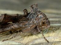 Autographa gamma 11, Gammauil , Saxifraga-Ab H Baas