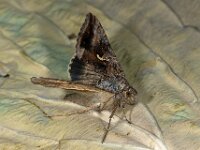 Autographa gamma 14, Gammauil , Saxifraga-Ab H Baas