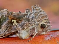 Autographa gamma 23, Gamma-uil, Saxifraga-Ab H Baas