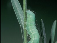 Autographa gamma 3, Gamma-uil, Saxifraga-Frits Bink