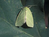 Bena bicolorana 2, Grote groenuil, Vlinderstichting-Nely Honig