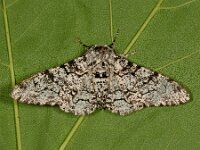 Biston betularia 9, Peper-en-zoutvlinder, Saxifraga-Ab H Baas