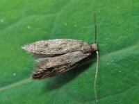 Borkhausenia fuscescens