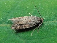 Borkhausenia fuscescens 2, Dwergsikkelmot, Saxifraga-Ab H Baas