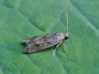 Borkhausenia fuscescens 3, Dwergsikkelmot, Saxifraga-Ab H Baas