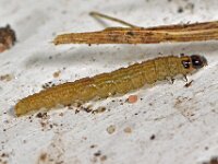 Bryotropha sp
