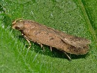 Bryotropha terrella