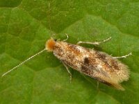 Bucculatrix ulmella