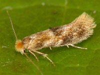 Bucculatrix ulmella 3, Eikenooglapmot, Saxifraga-Ab H Baas