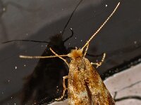 Bucculatrix ulmella 5, Eikenooglapmot, Saxifraga-Ab H Baas