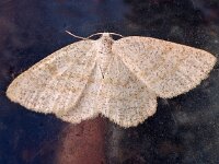 Cabera exanthemata, Bruine grijsbandspanner, AHB  Bruine grijsbandspanner, Cabera exanthemata Hardenberg-Heemse op 16 augustus 2017 Validatie lepiforum Thomas Fähnrich