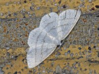 Cabera pusaria 3, Witte grijsbandspanner, Saxifraga-Ab H Baas