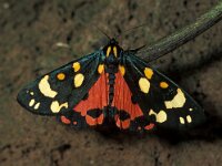 Callimorpha dominula 2, Bonte beer, Vlinderstichting-Nely Honig