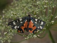 Callimorpha dominula 5, Bonte beer, Saxifraga-Willem van Kruijsbergen