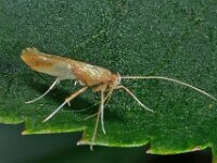 Caloptilia robustella