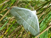 Campaea margaritata, Light Emerald
