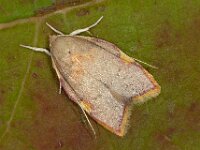 Carcina quercana