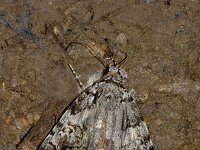 Catocala promissa 2, Eikenweeskind, Saxifraga-Peter Gergely