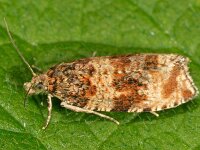 Celypha flavipalpana