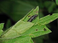 Celypha lacunana 12, Brandnetelbladroller, pupa, Saxifraga-Ab H Baas