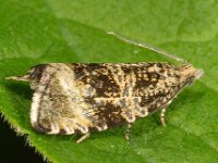 Celypha lacunana 13, Brandnetelbladroller, Saxifraga-Ab H Baas
