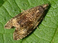 Celypha lacunana 14, Brandnetelbladroller, Saxifraga-Ab H Baas