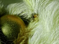 Cerura vinula 15, Hermelijnvlinder, Vlinderstichting-Ab H Baas