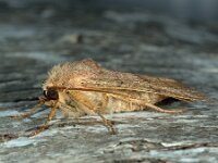 Charanyca trigrammica