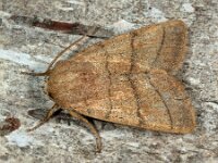 Charanyca trigrammica 2, Drielijnuil, Saxifraga-Ab H Baas