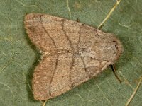 Charanyca trigrammica 3, Drielijnuil, Saxifraga-Ab H Baas