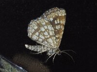 Chiasmia clathrata 6, Klaverspanner, Saxifraga-Foto Fitis-Adriaan Dijksen