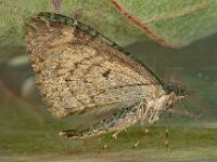 Chloroclysta siterata