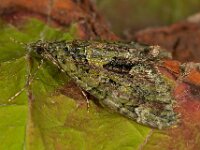 Chloroclysta siterata 3, Papegaaitje, Saxifraga-Ab H Baas