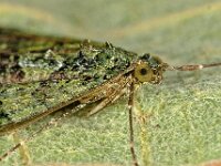 Chloroclysta siterata 7, Papegaaitje, Saxifraga-Ab H Baas