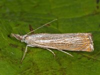 Chrysoteuchia culmella 8, Gewone grasmot, Saxifraga-Ab H Baas