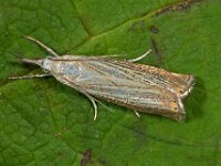 Chrysoteuchia culmella 9, Gewone grasmot, Saxifraga-Ab H Baas
