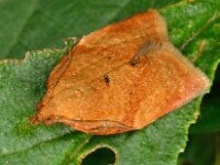 Clepsis consimilana