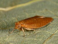 Clepsis consimilana 3, Tuinbladroller, Saxifraga-Ab H Baas