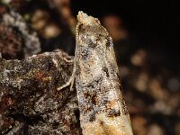 Cochylis nana 4, Vroege dwergbladroller, Saxifraga-Ab H Baas