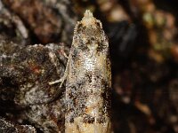 Cochylis nana 5, Vroege dwergbladroller, Saxifraga-Ab H Baas