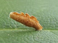 Coleophora serratella 6, Bruingrijze kokermot, Saxifraga-Ab H Baas