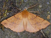 Colotois pennaria 02 #10041 : Colotois pennaria, Gepluimde spanner, Feathered thorn