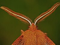 Colotois pennaria 18, Gepluimde spanner, Saxifraga-Ab H Baas
